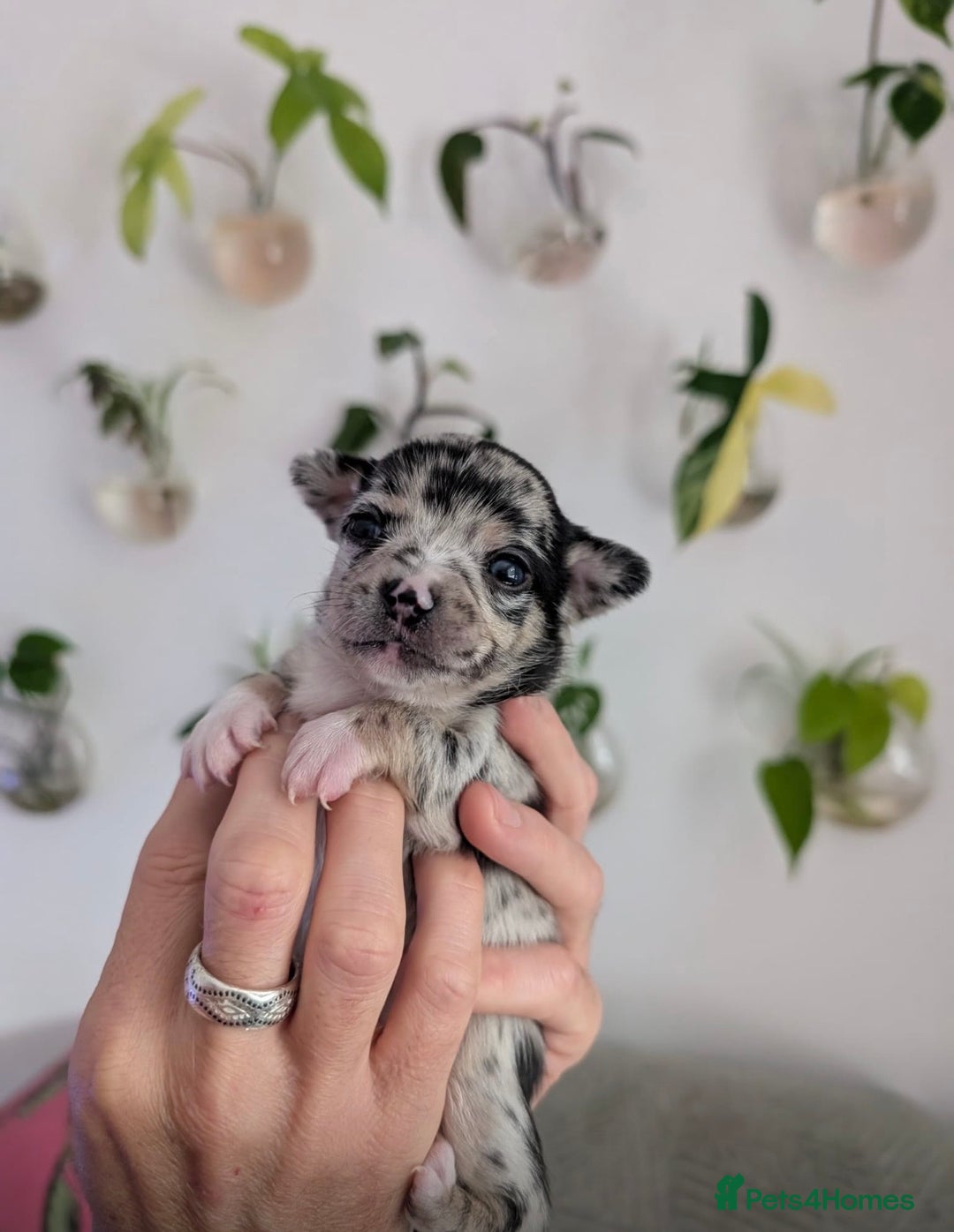 Chihuahua dogs for sale: Beautiful Merle Chihuahua Puppies 🐶  - Advert 33