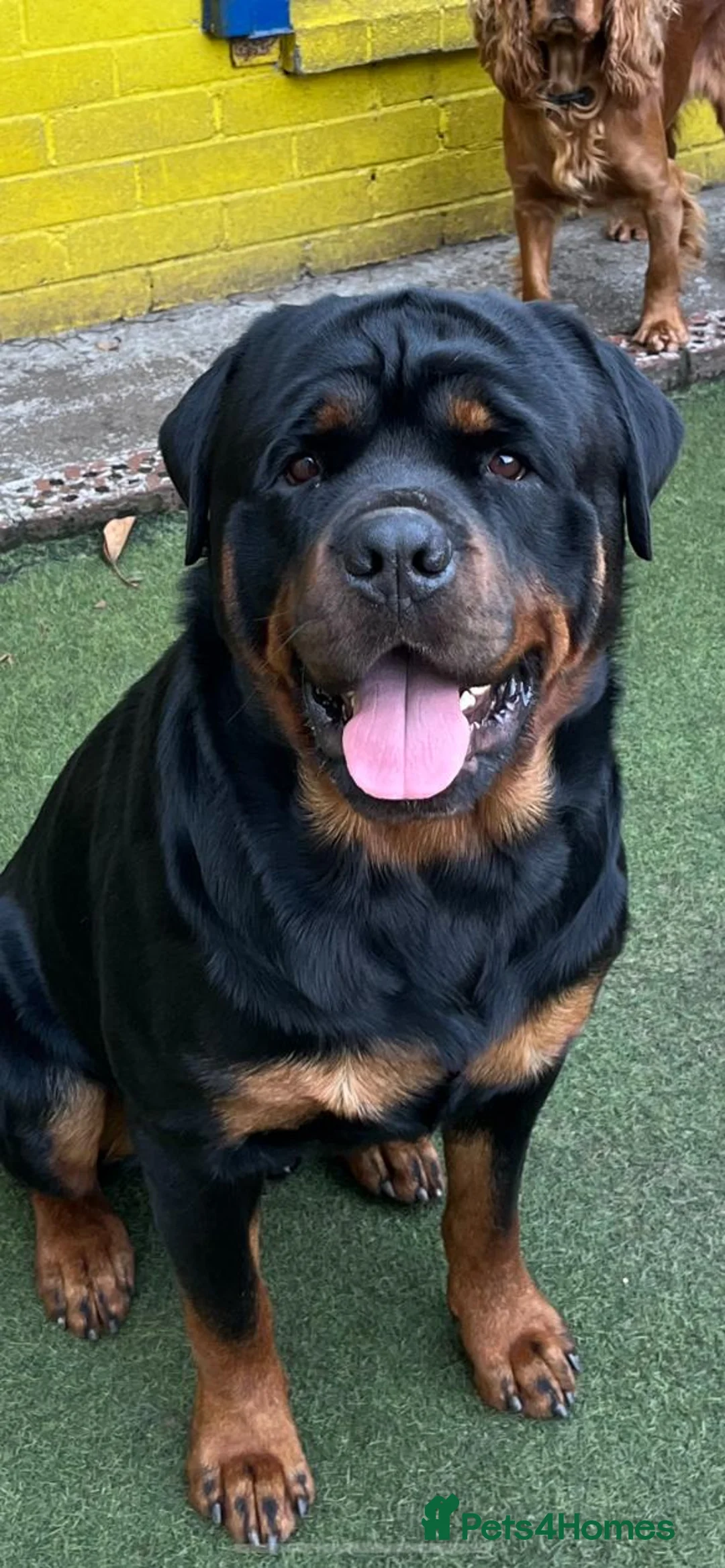 Rottweiler dogs for stud: CH Kayshillblue Zeus of Lorayla JW  in Motherwell - Advert 9