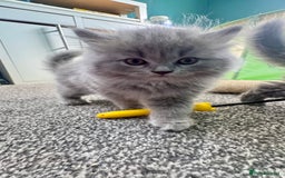 British Longhair cats for sale: British longhair ready for home in Watford - Image 7