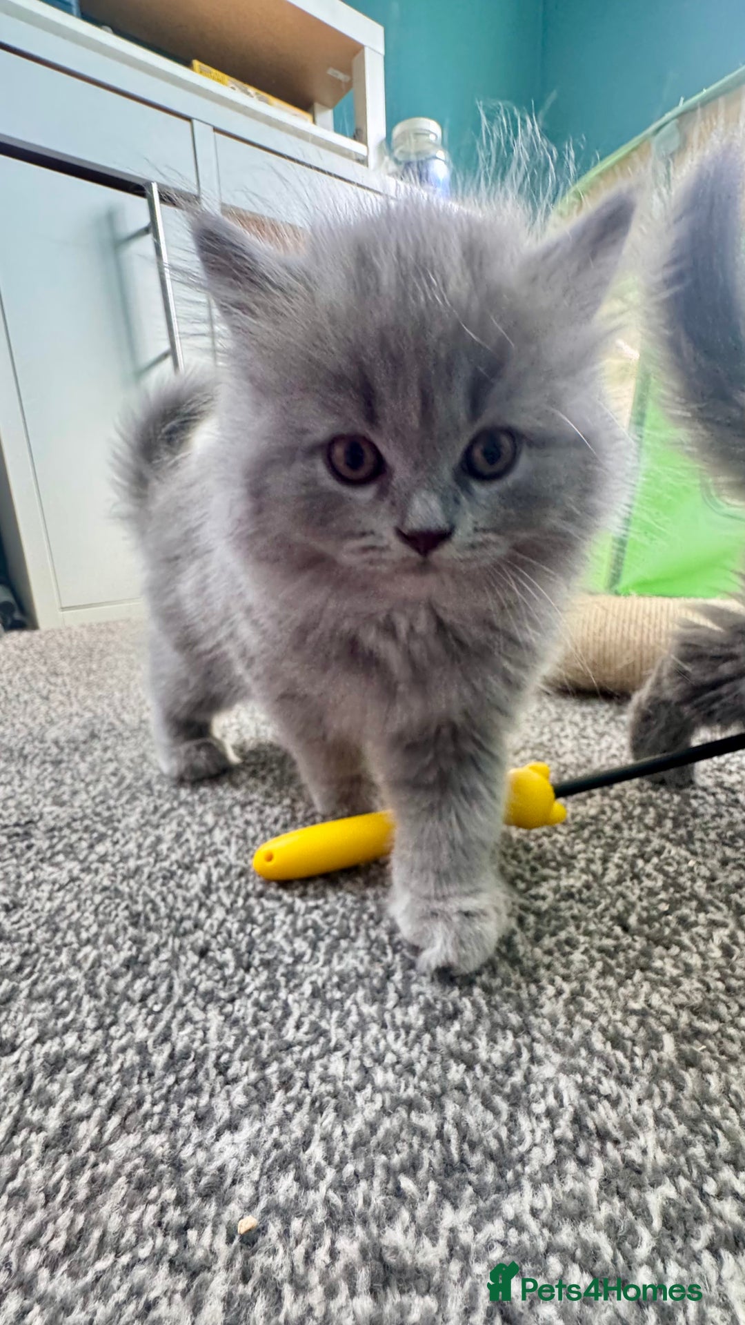 British Longhair cats for sale: British longhair ready for home in Watford - Image 7