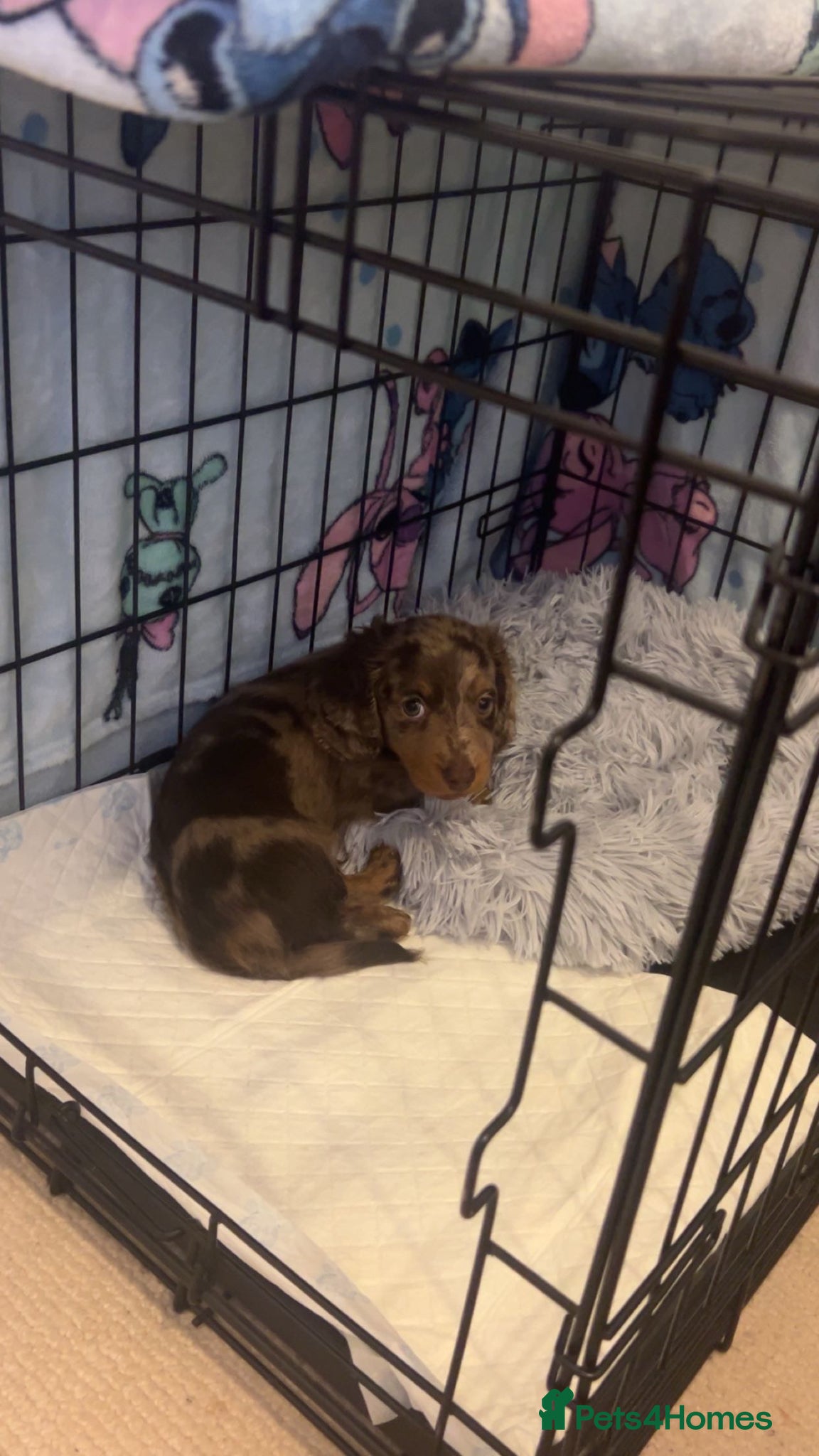 Miniature Dachshund dogs This is Milo - Advert 18