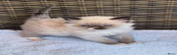 Ragdoll cats for sale: GCCF Registered Ragdoll Kittens  - Advert 4