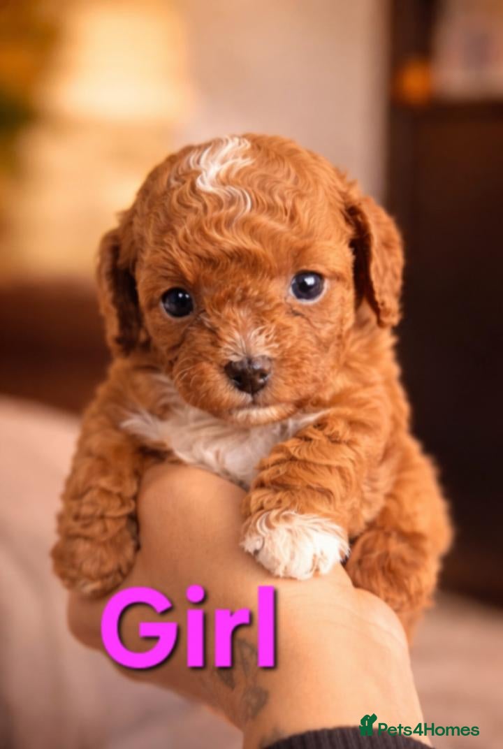 Cavapoo dogs Stunning Red Cavapoo Puppies Available - Advert 11