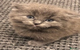 Mixed Breed cats for sale: Mix British long hair kitten(male) - Image 1