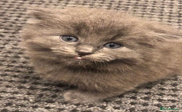 Mixed Breed cats - Advert 8