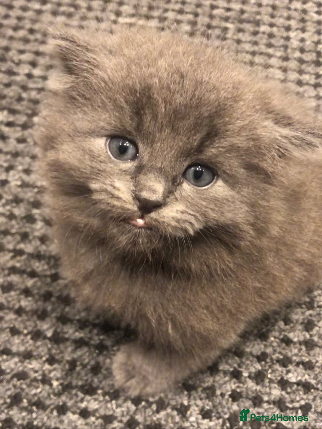 Mixed Breed cats for sale: Mix British long hair kitten(male) - Image 1
