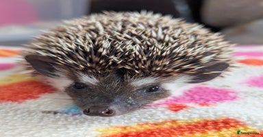 Pygmy Hedgehog rodents - Advert 14