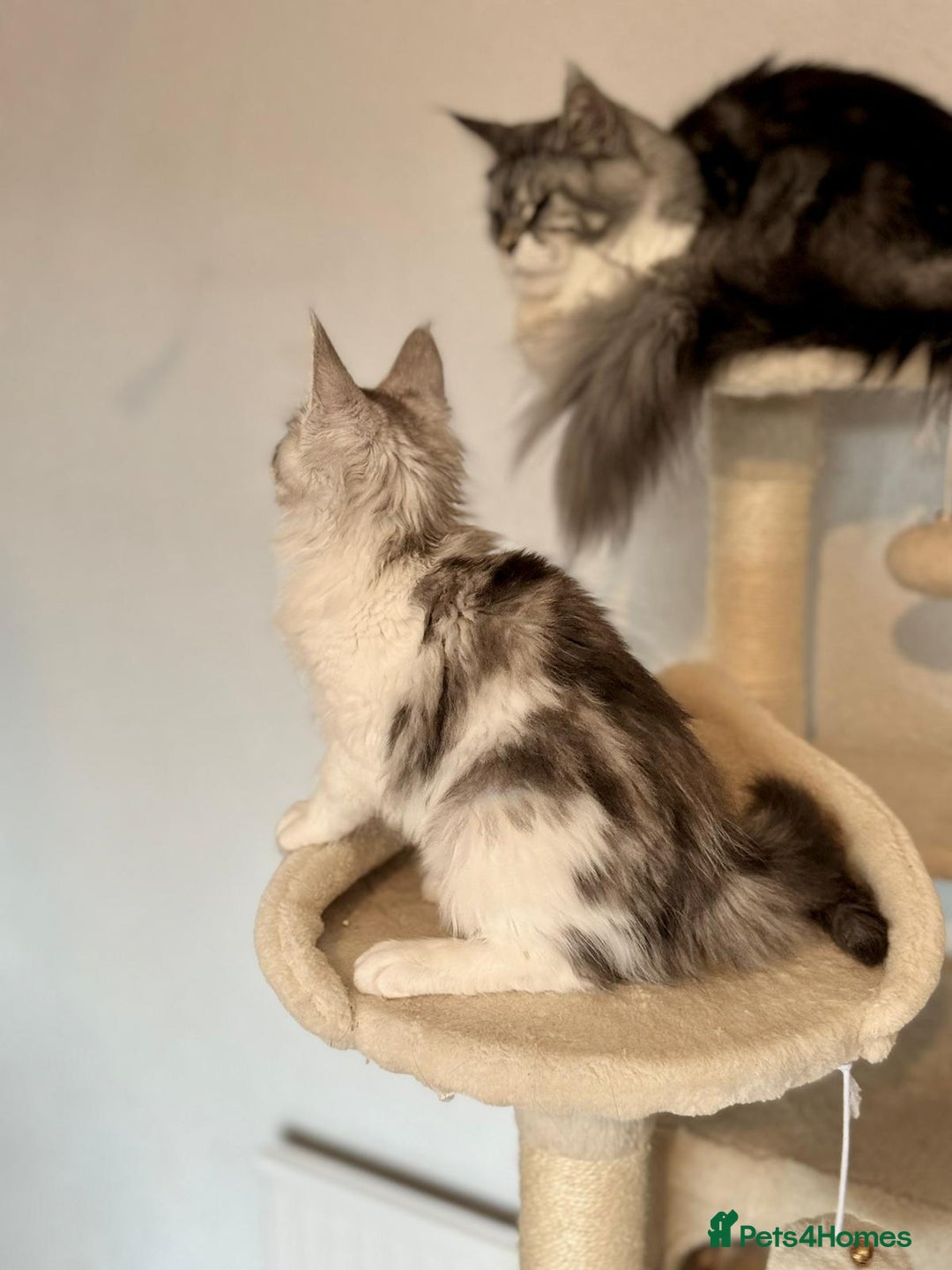 Maine Coon cats for sale: TICA Stunning Maine Coon Kittens - ACTIVE 🩷 - Image 8