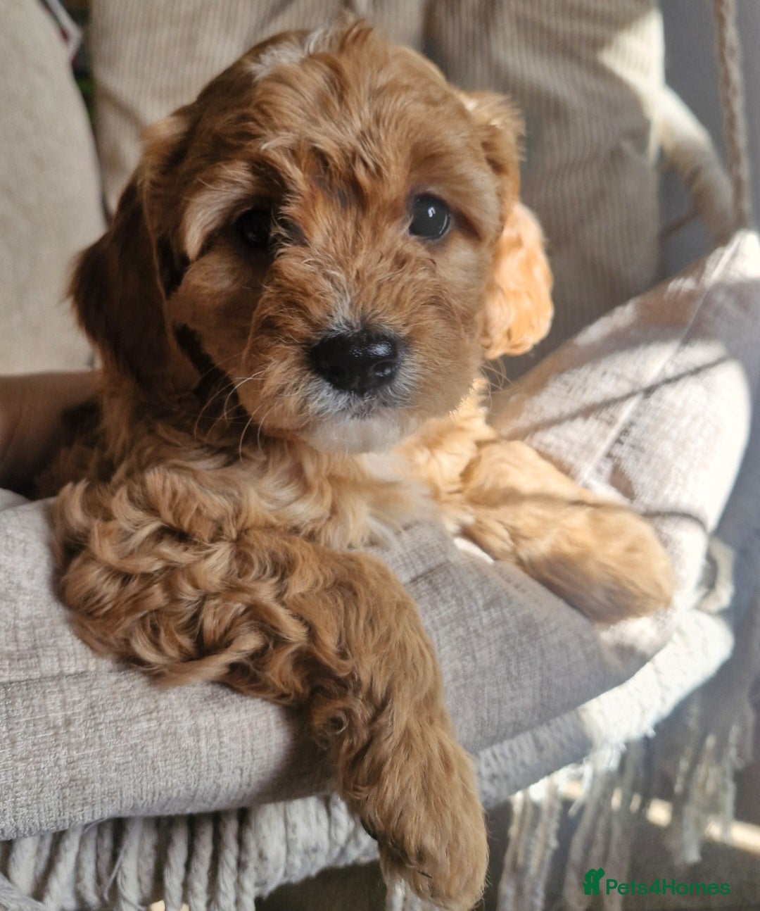 Cavapoo dogs Rare Heritage-Raised Ruby Cavapoos - Advert 7
