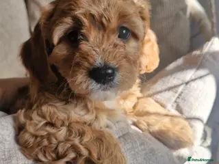 Cavapoo dogs Rare Heritage-Raised Ruby Cavapoos - Advert 12
