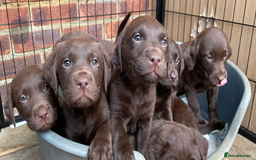 Labrador Retriever dogs for sale: Chunky Chocolate Labrador Puppies - Advert 9
