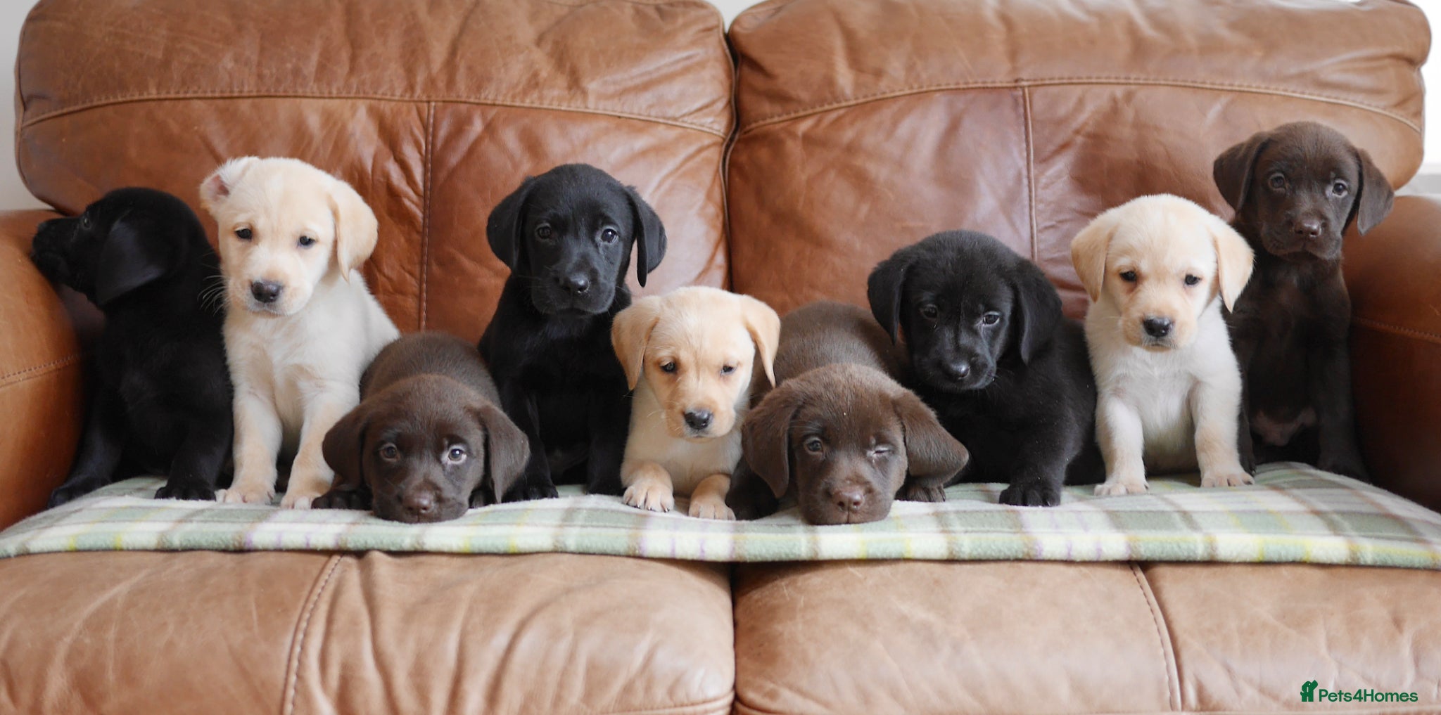 Labrador Retriever dogs Quality Health Tested Labrador Puppies - Advert 4