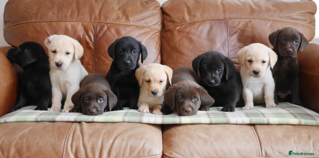 Labrador Retriever dogs for sale: Quality Health Tested Labrador Puppies - Advert 1