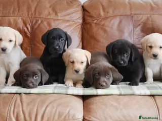 Labrador Retriever dogs Quality Health Tested Labrador Puppies - Advert 4