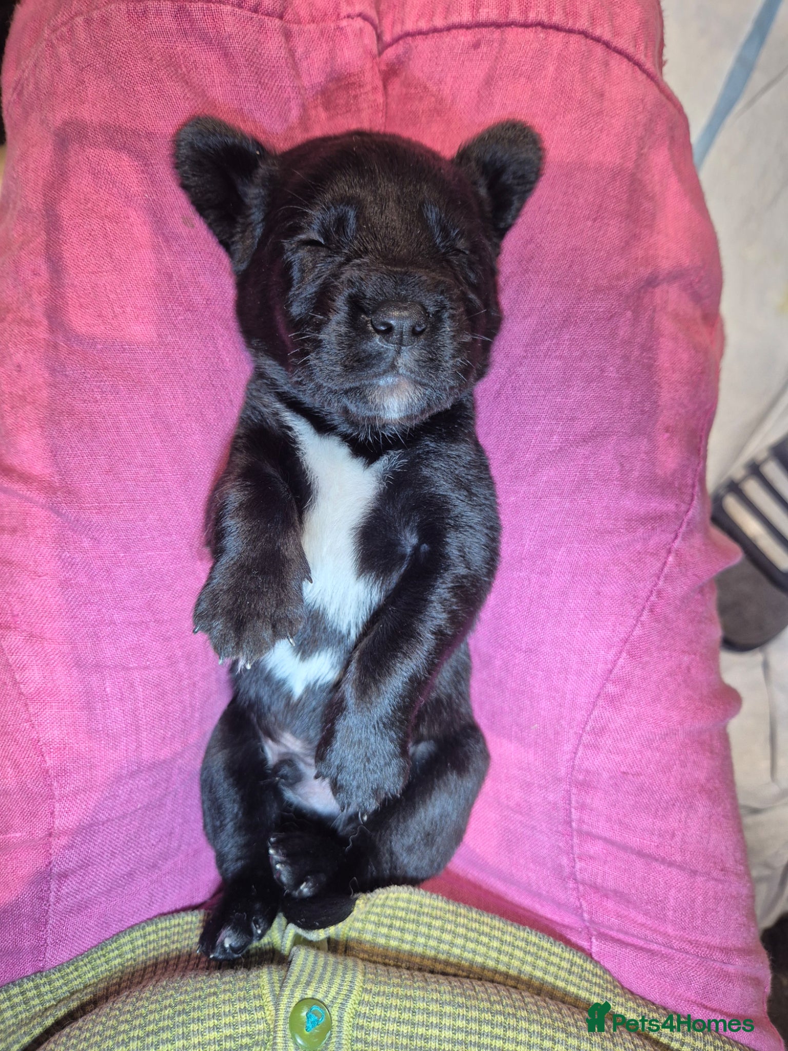 Springador dogs Fabulous Springador Puppies for Sale - Advert 2