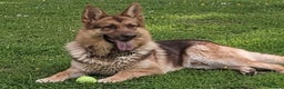 German Shepherd dogs for sale: Rare colours straight backed german shepherds - Advert 25