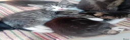 Mixed Breed cats for sale: Kittens for sale - Advert 5
