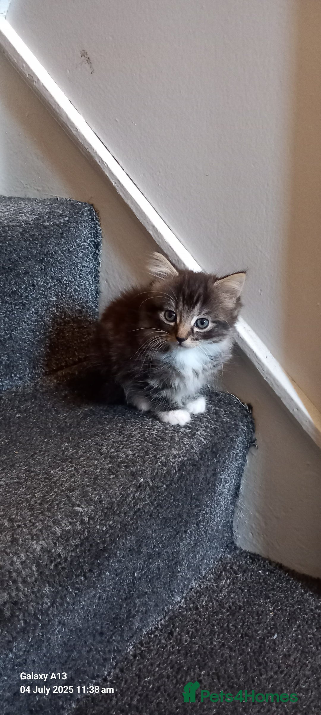 Mixed Breed cats for sale: Mixed breed tabby kitten - Image 1