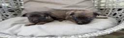 Mixed Breed dogs for sale: Caucasian cross German shepherd puppies  - Advert 3