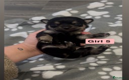 Chihuahua dogs for sale: X7 chihuahua puppies  - Image 9
