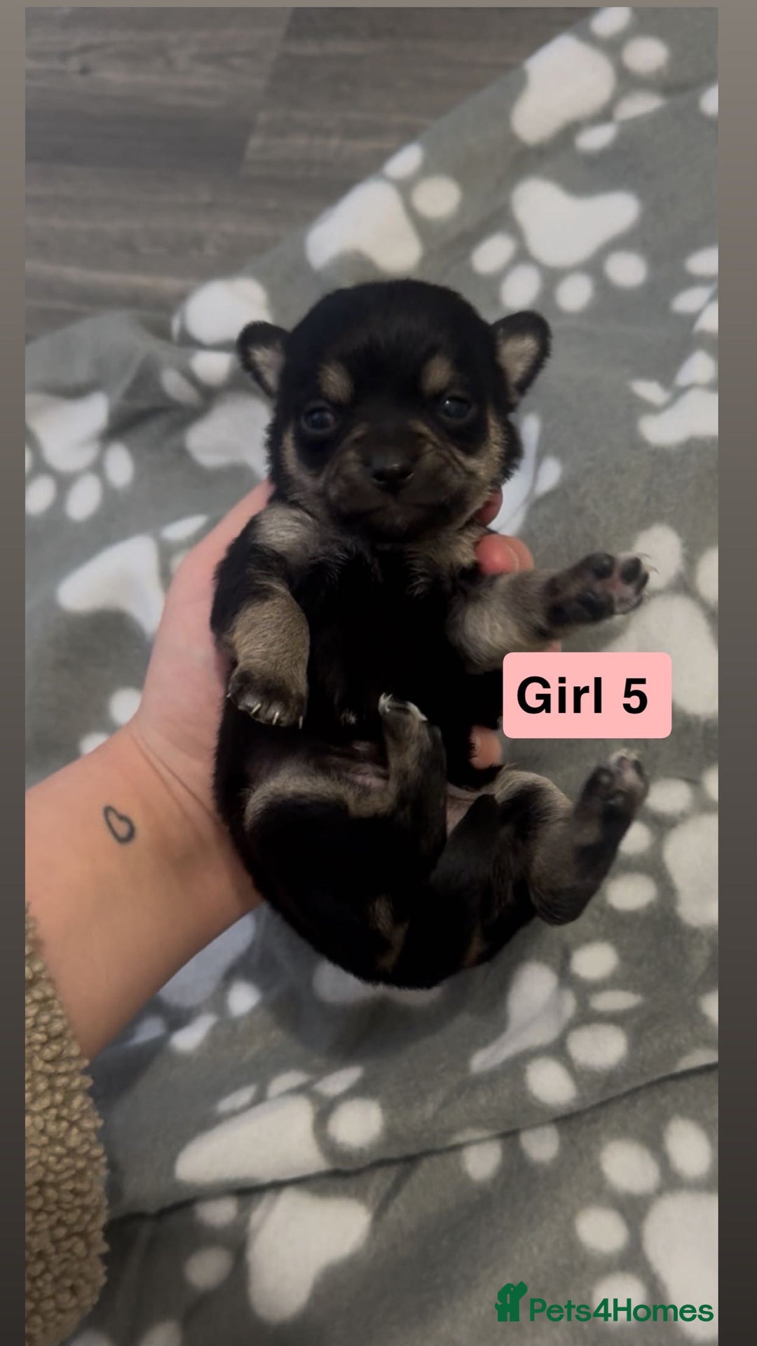Chihuahua dogs for sale: X7 chihuahua puppies  - Image 9