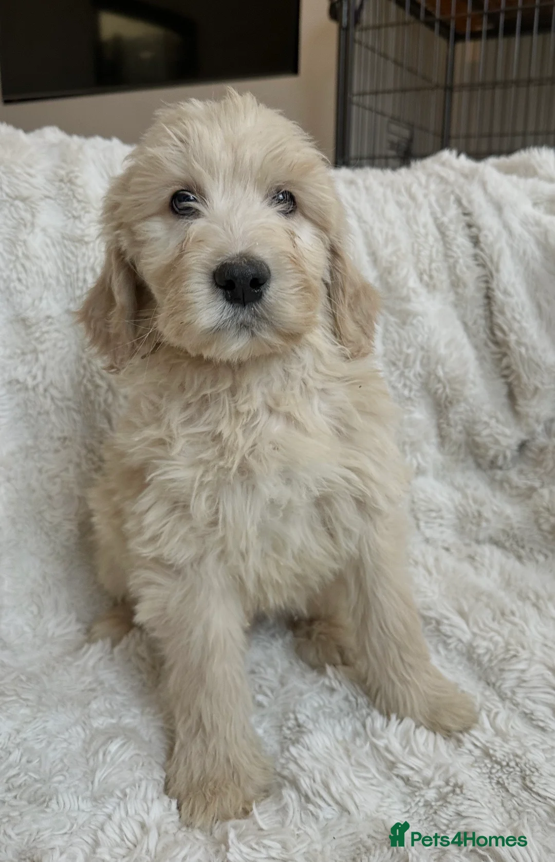 Goldendoodle dogs for sale: Big chunky doodles looking for homes  - Advert 9