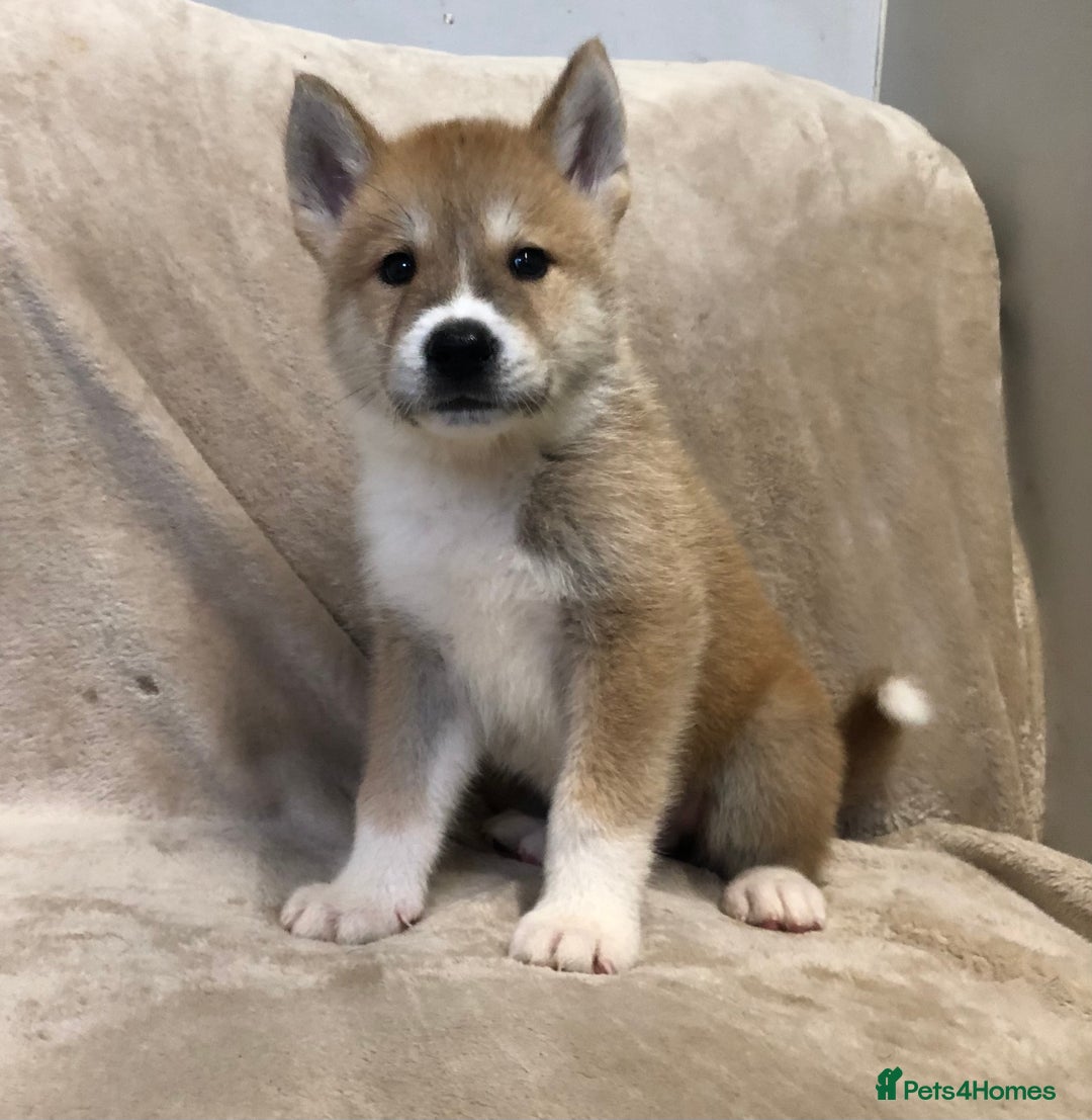 Mixed Breed dogs for sale: READY NOW! Beautiful Japanese Akita Puppies - Image 16