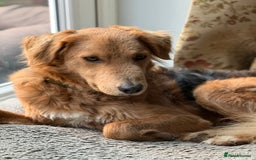 Mixed Breed dogs for adoption: Sweet Nathan Is looking for Love  - Image 3