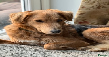Mixed Breed dogs - Advert 2