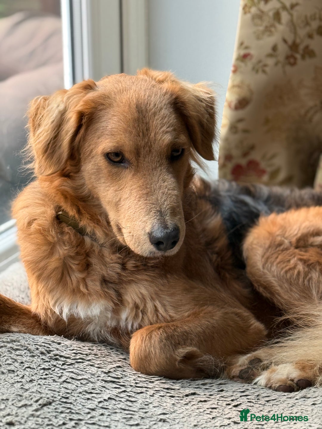 Mixed Breed dogs for adoption: Sweet Nathan Is looking for Love  - Image 3