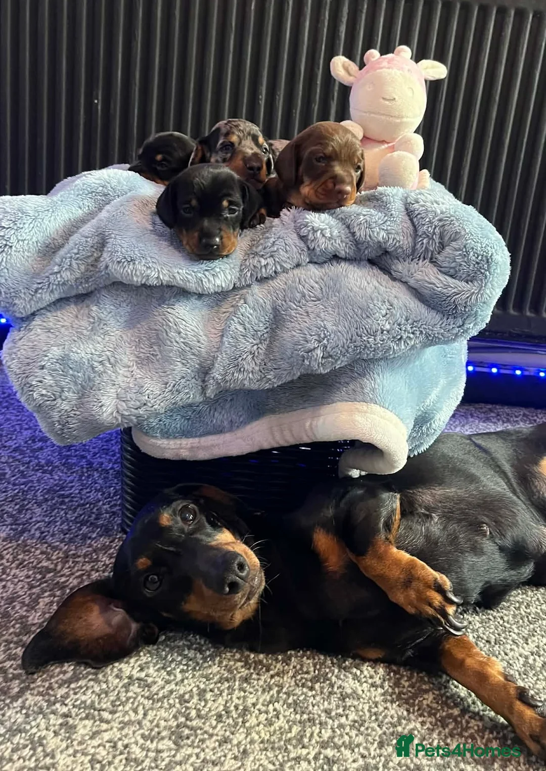 Miniature Dachshund dogs for sale: 4 Miniature Dachshund Puppies🐶🐾❤️ in Preston - Advert 1
