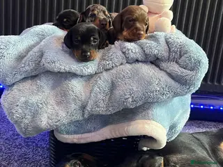 Miniature Dachshund dogs 4 Miniature Dachshund Puppies🐶🐾❤️ - Advert 3