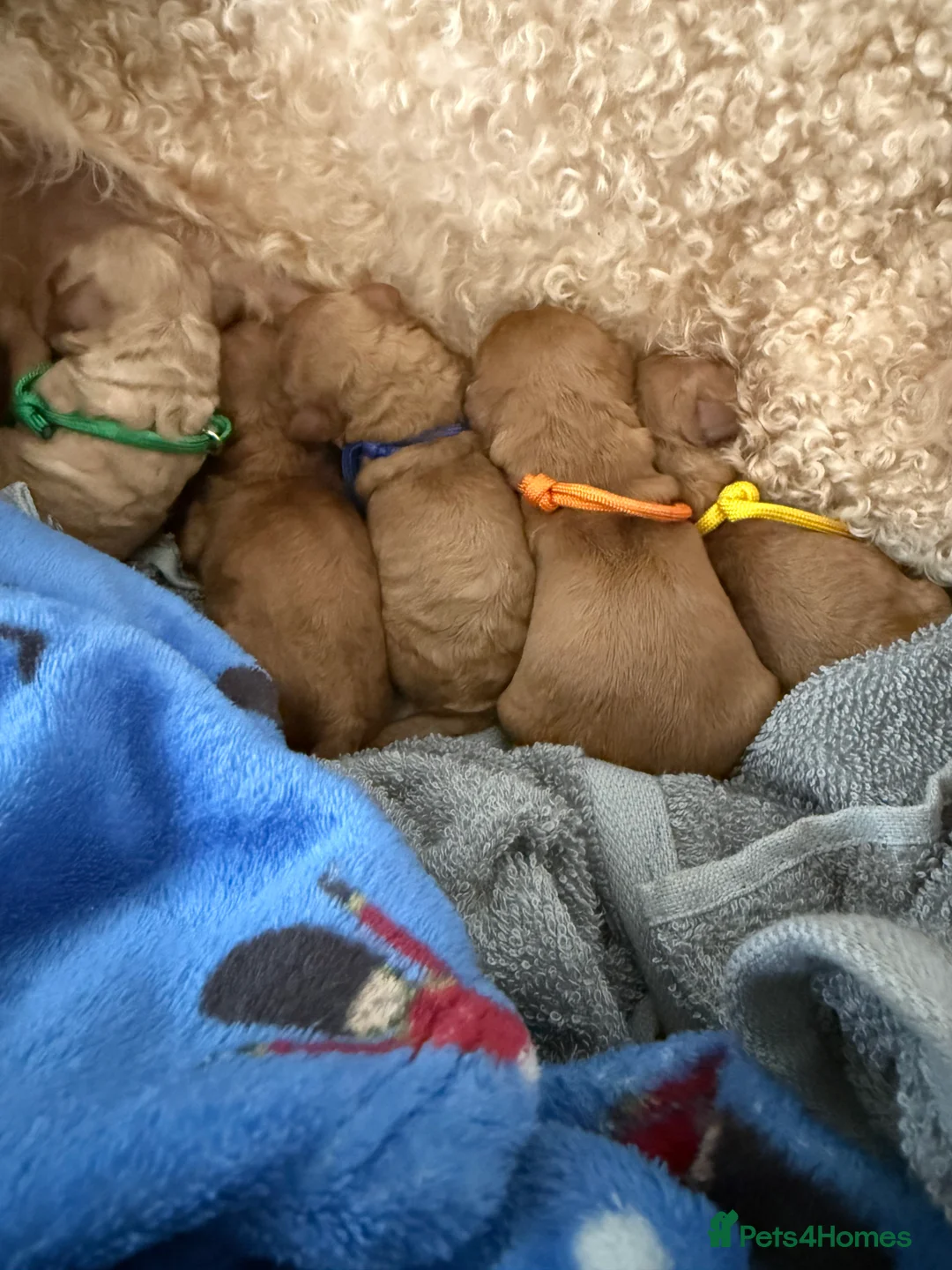 Cavapoo dogs for sale: F1B Cavapoo Puppies for Sale - Advert 2