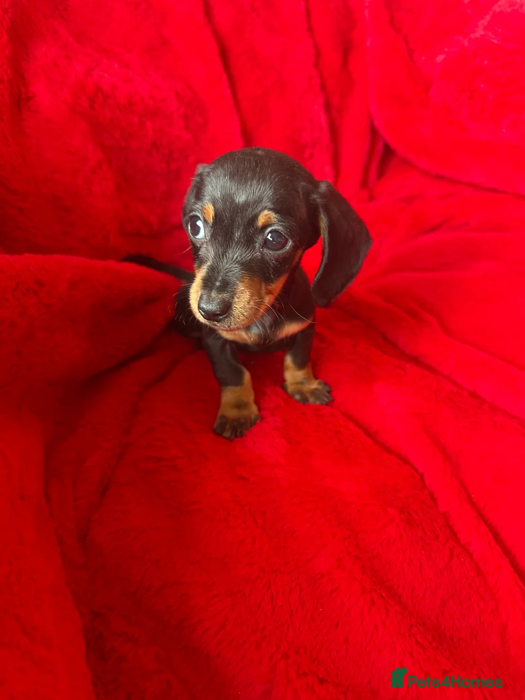 Miniature Dachshund dogs for sale: 2 GORGEOUS MINIATURE DACHSHUND PUPPIES FOR SALE  - Advert 12