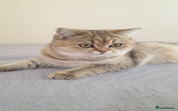 Scottish Fold cats for sale: Scottish Straight Female - Image 2