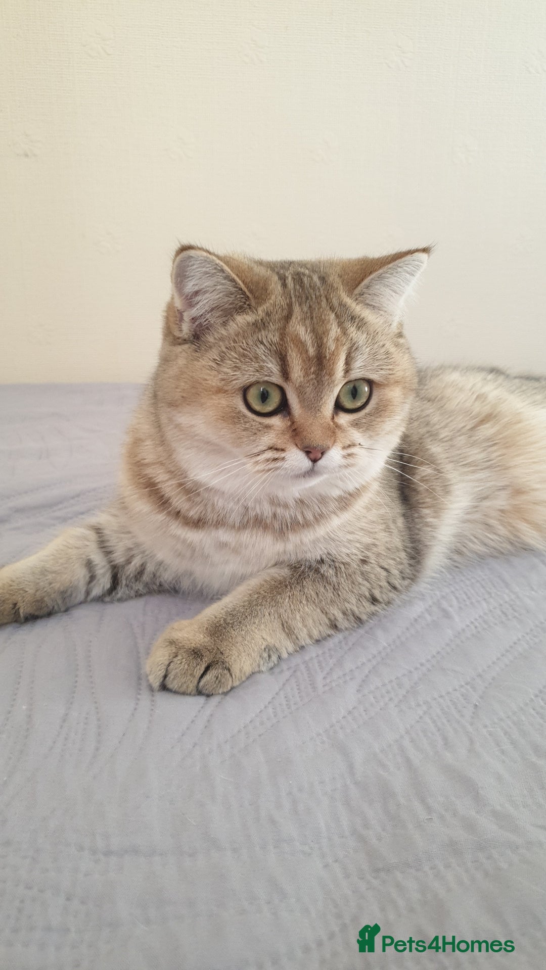 Scottish Fold cats for sale: Scottish Straight Female - Image 2