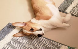 Welsh Corgi Pembroke dogs for sale: Lovely Pembroke Welsh Corgi Boy - Image 4