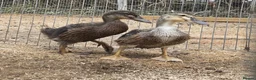 Ducks poultry for sale: Duck Pair For Sale in Tonbridge - Advert 2