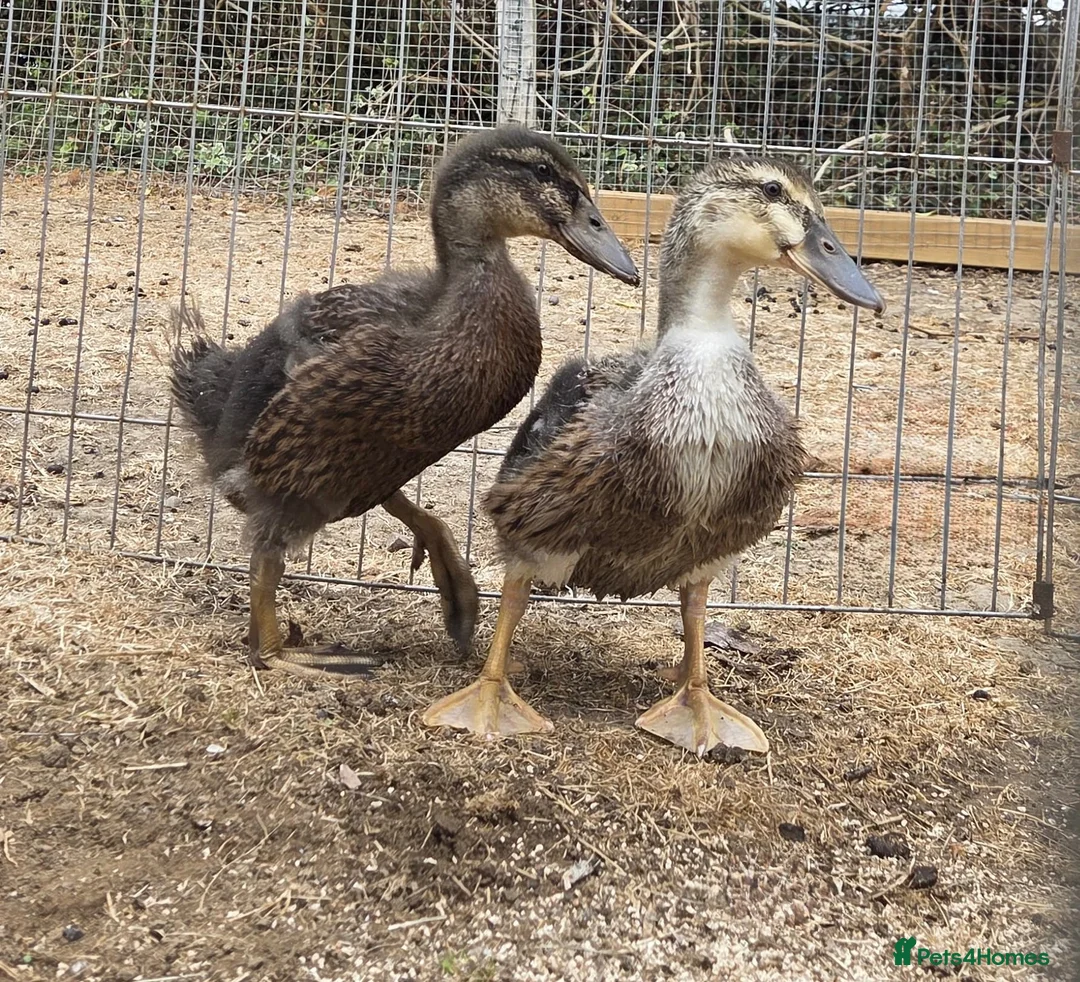 Ducks poultry for sale: Duck Pair For Sale in Tonbridge - Advert 2