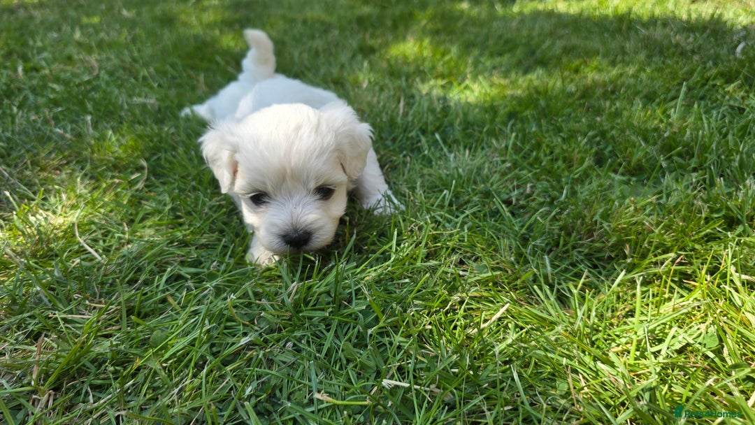 Maltese dogs for sale: 💙 Adorable Maltese Puppies for Sale - Image 10