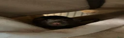Rat rodents for sale: 4 dumbo rats + cage, food and accessories  in Esher - Advert 15