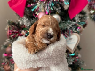Cockapoo dogs Two little pups available, gorgeous F1 cockapoos - Advert 17