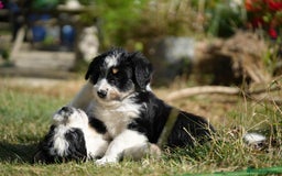 Mixed Breed dogs for sale: Collie mixed breed puppies - Image 9