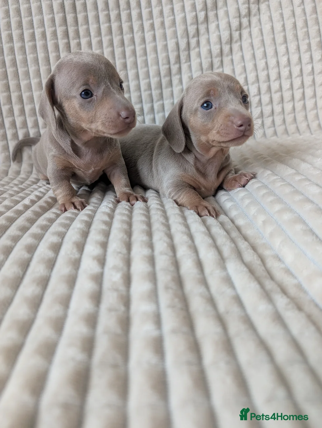Miniature Dachshund dogs for sale: 2 pretty Isabella & Tan girls 🩷 - Advert 10