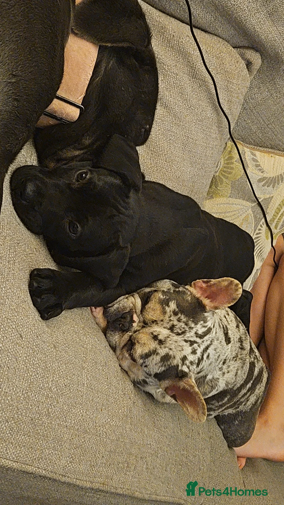 Mixed Breed dogs for sale: 9 week old pup in Plymouth - Advert 2