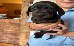 Dachshund dogs for sale: Miniature Dachshund Puppies   - Image 7