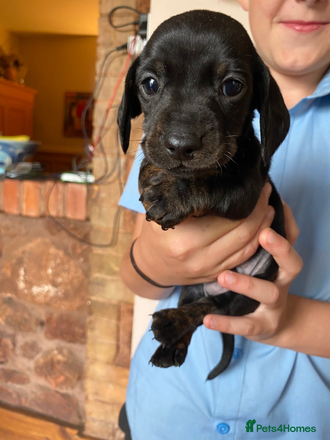 Dachshund dogs for sale: Miniature Dachshund Puppies   - Image 7