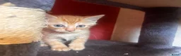 Mixed Breed cats for sale: Beautiful ginger kittens! in Chesterfield - Advert 12