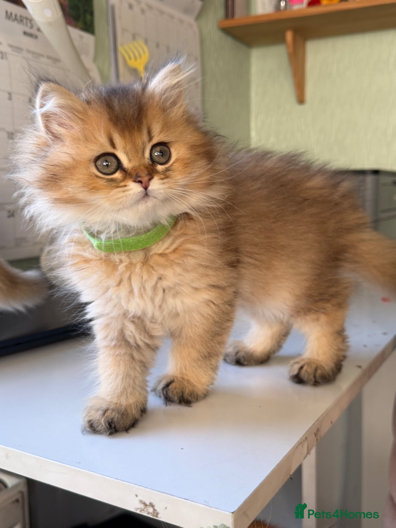 British Longhair cats British Longhair golden kittens TICA - Advert 1