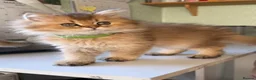 British Longhair cats for sale: British Longhair golden kittens TICA - Advert 1